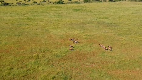 Aerial-rotate-shot-of-antelope-in-green-field