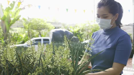 masked pony-tailed adult asian woman in a steel blue turtleneck gently hold one of the potted plants up and look at it closely, with a white pickup truck and many other trees as a background