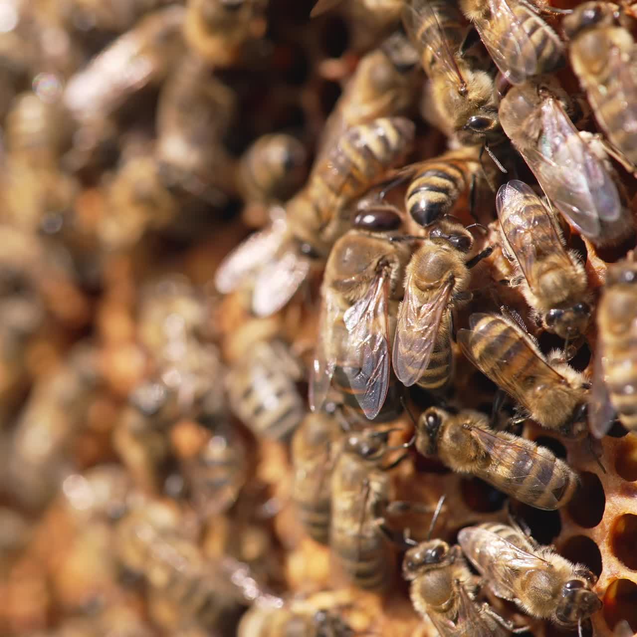 Beekeeping wax insects summer honeycombs. Close up of bees working in the hive