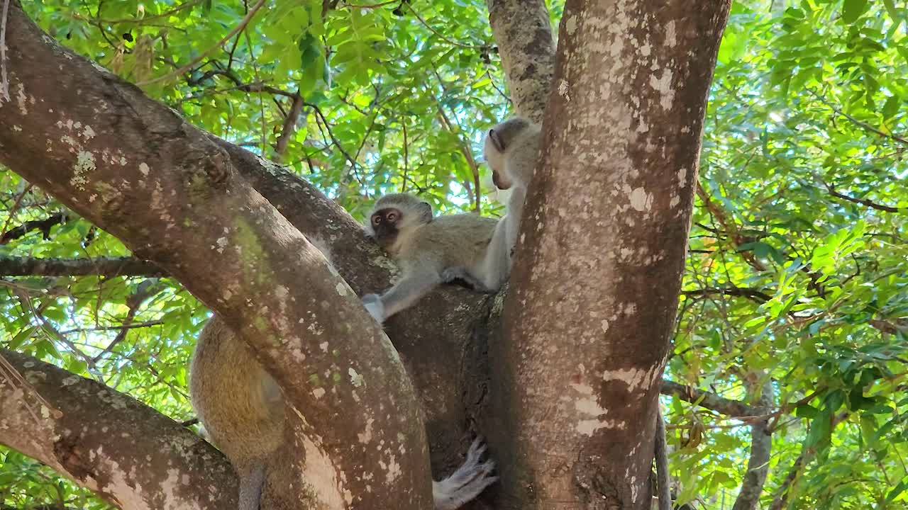 A small group of vervet monkeys are sitting on the branches of a tree