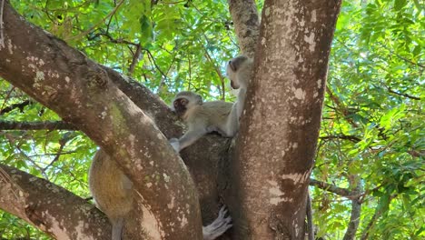 a small group of vervet monkeys are sitting on the branches of a tree