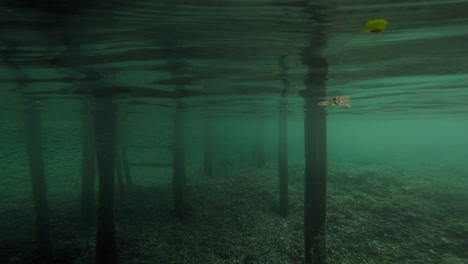 a transition shot starting under a wooden pier in raja ampat, indonesia, with the camera slowly submerging to reveal the underwater world.