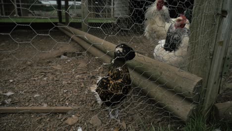 Product-shots-of-chickens-at-a-farm