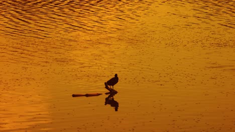 lonely bird relaxing in lake at beautiful sunset evening