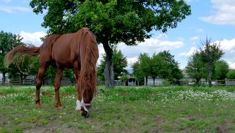 beautiful horse grazing and walking on the meadow