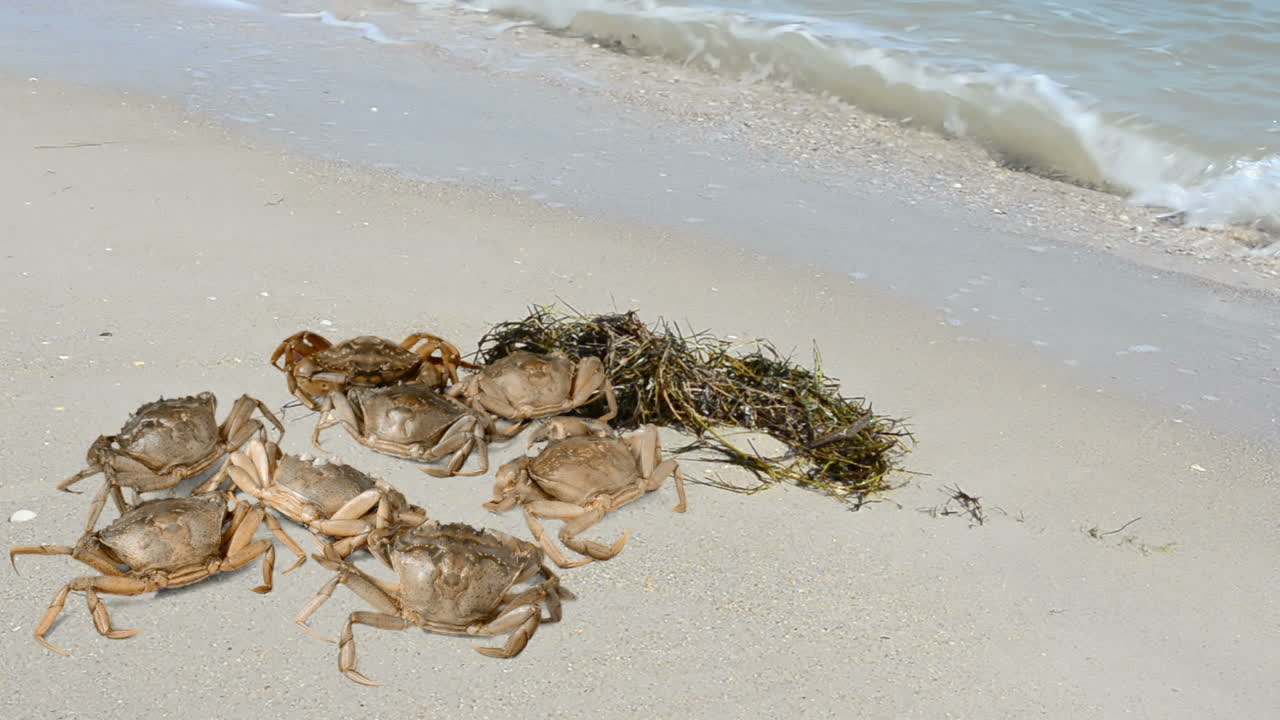 Crab on the beach. Shooting on the beach
