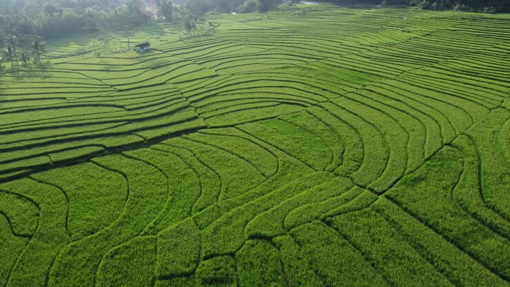 Aerial view of rice terraces