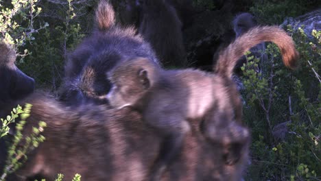 Paviane-Mit-Mutter-Und-Kind,-Die-Am-Frühen-Morgen-Ihren-Schlafplatz-Verlassen