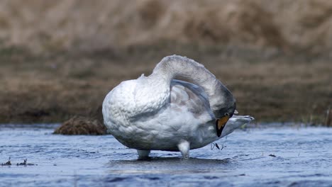 Cisnes-Cantores-Durante-La-Migración-De-Primavera-Descansando-En-Un-Charco-De-Prado-Inundado-De-Hierba-Seca