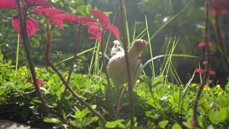 white chicken walking in a jungle on a sunny day, low angle, slow motion