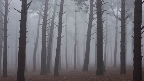 dense fog enveloping a mysterious pine forest with tall trees and fallen leaves on the ground in autumn, creating a serene and evocative atmosphere