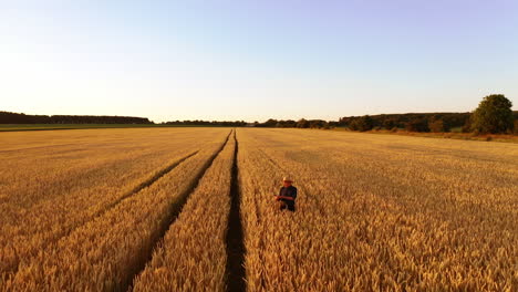 manwalking in wheat field. aerial view of farmer walking through golden wheat field