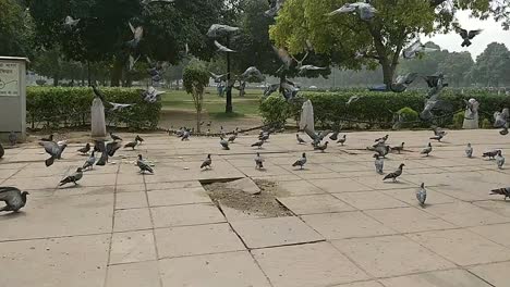 un grupo de palomas mensajeras y palomas bravías volando por encima y volviendo al mismo lugar palomas y palomas asustadas