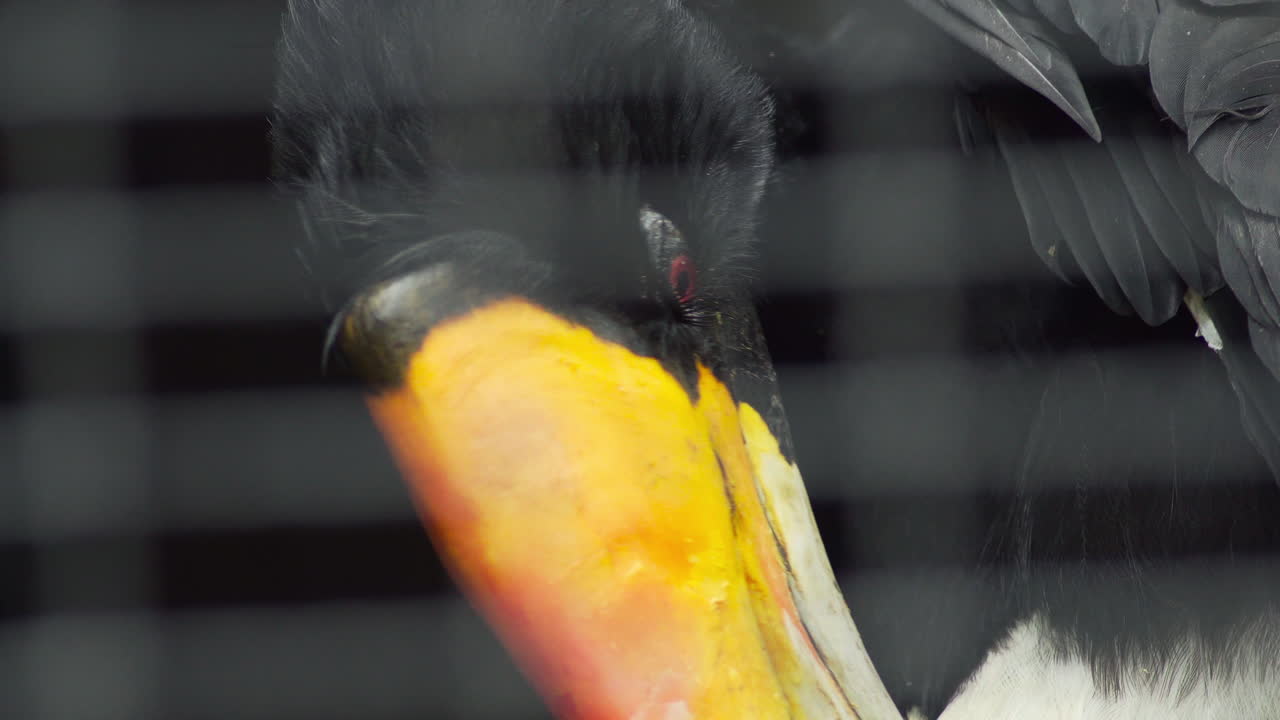 코뿔소 코뿔새 손질을 닫습니다. 휴대용