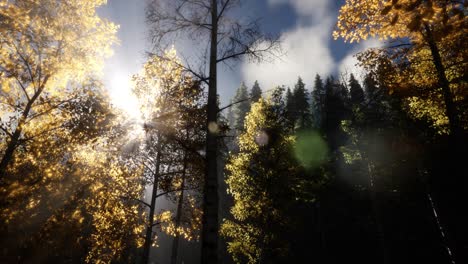 sun beams through trees