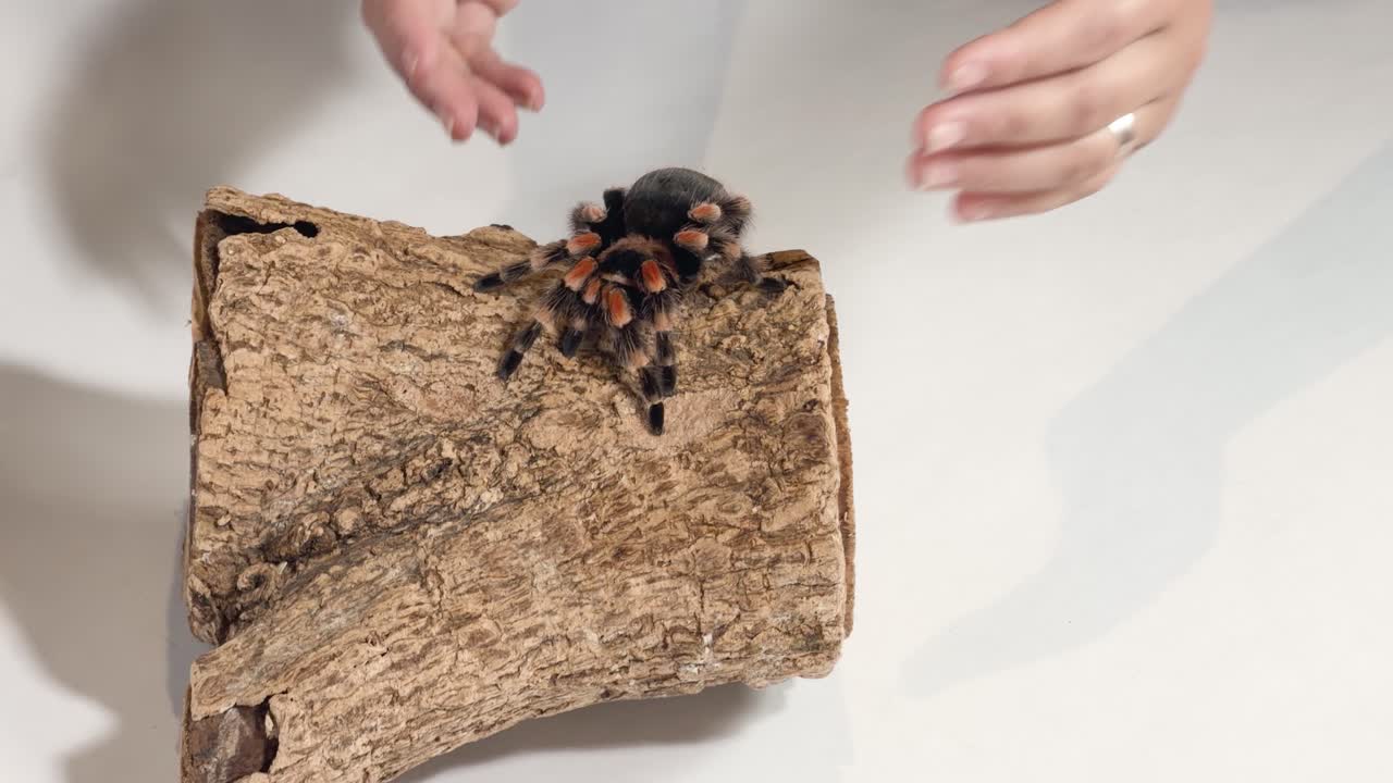 Hands carefully transfer Mexican redknee tarantula from wooden log in bright studio lighting