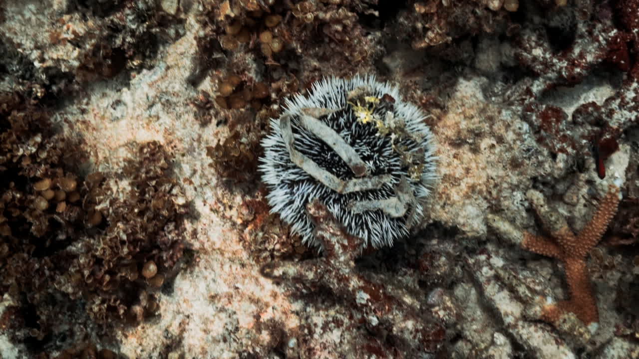 West Indian sea egg laying on the sea floor with trash stuck on it