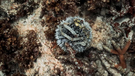 west indian sea egg laying on the sea floor with trash stuck on it