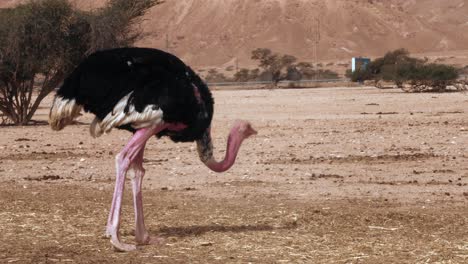 toma manual de un avestruz picoteando el suelo y comiendo pequeños insectos