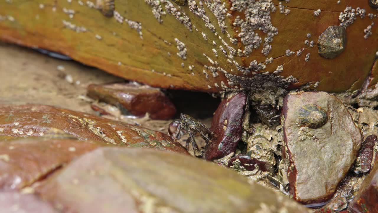 Pachygrapsus marmoratus wild crab exploring ocean rock surface trying to hide underneath it for protection