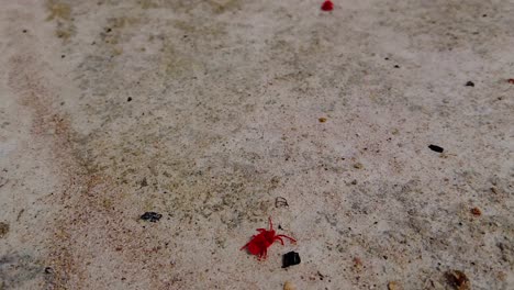 True-or-red-velvet-mites,-trobidiidae-or-rain-bugs-walking-on-sandy-soil-in-Gambia,-slow-motion-shot