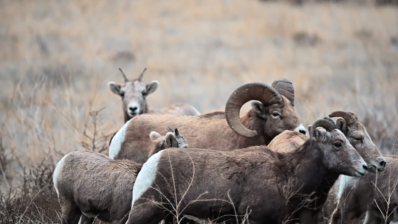 sentinelas semi-áridas: ovelhas de corno grande perto de kamloops