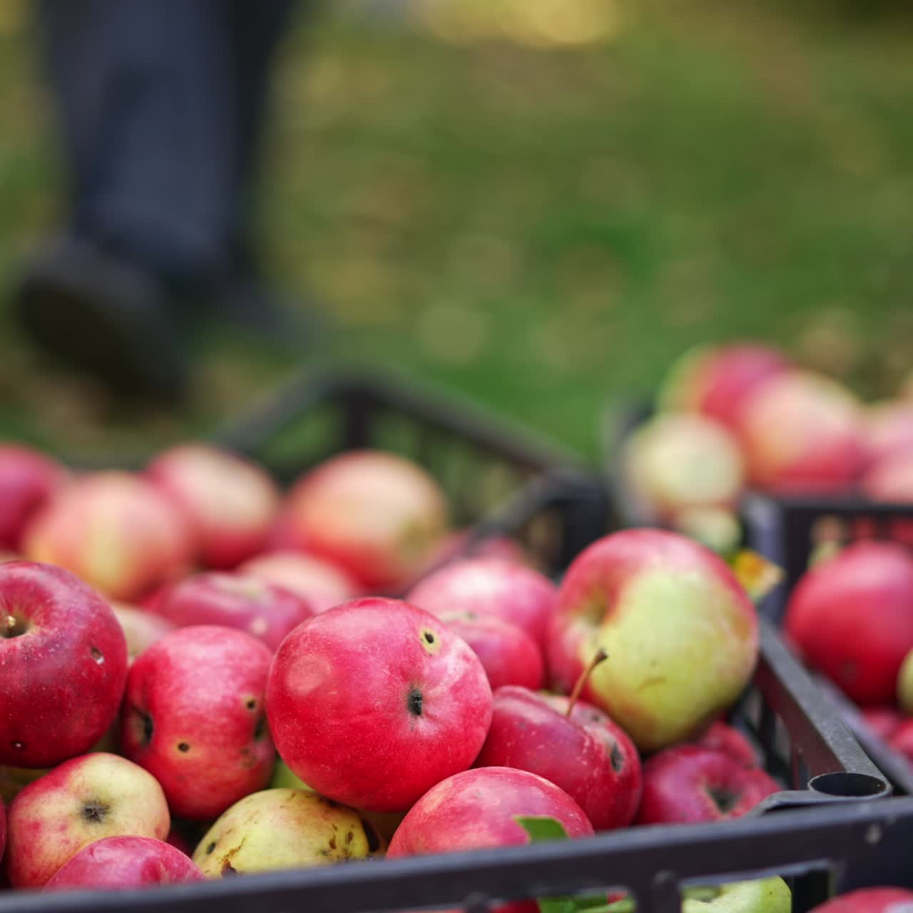 Organic red freshly picked apples in the plastic box. Unrecognized farmer brings the new full box of picked fruit. Close up. Blurred backdrop