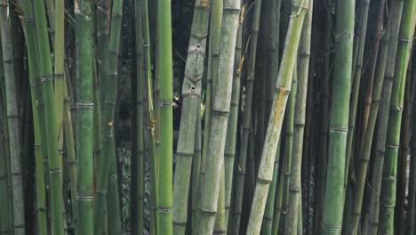 Green-and-vibrant-bamboo-forest,-handheld-close-up-view