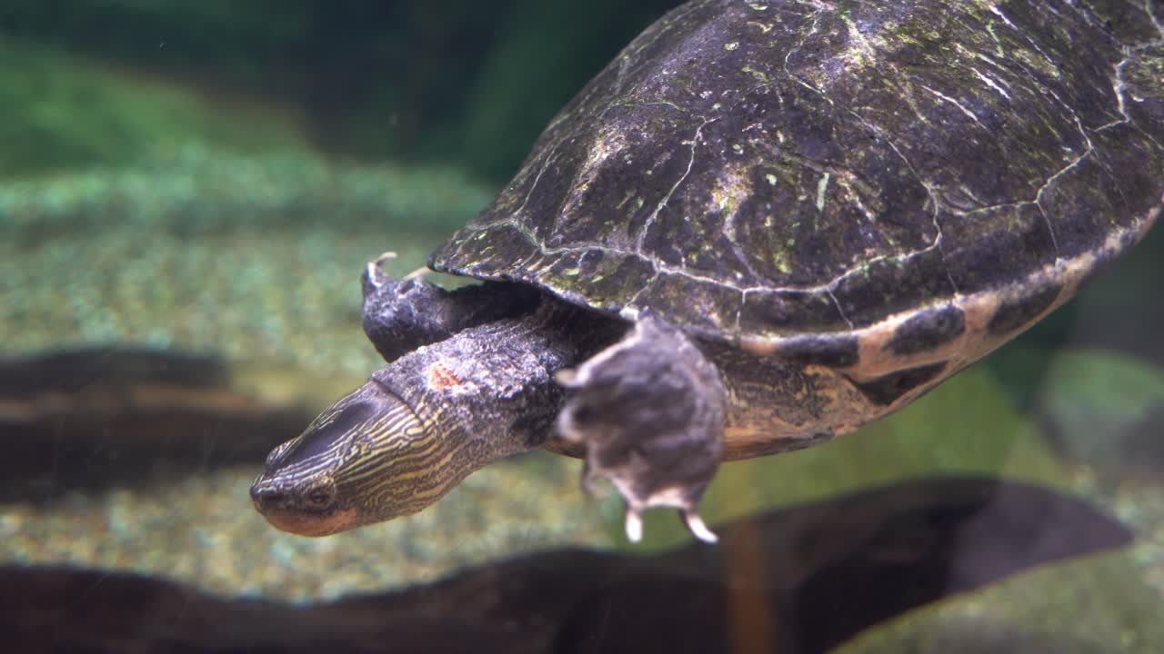 Freshwater turtle, Chinese stripe necked turtle, mauremys sinensis swimming under the water, webbed feet with claws, close up shot of a critically endangered species