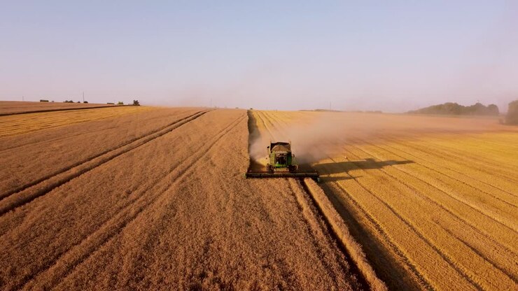 A drone view of a combine harvester working in a wheat field in the countryside in Ukraine shot in 4K