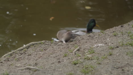 Agile-Common-Rat-Looking-Scared-At-The-Riverbank-With-Drake-Swimming