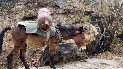 Ein-Maultierzug-In-Den-Himalaya-Bergen-Von-Nepal