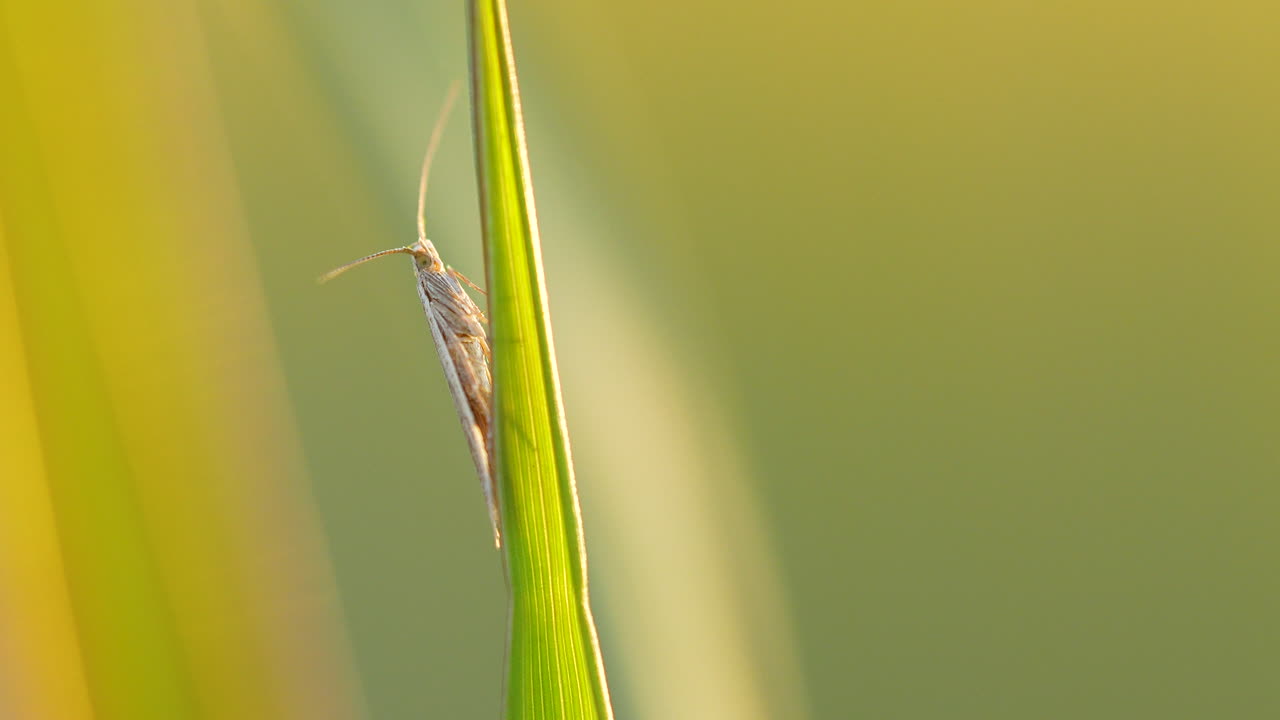 fotografía de cerca de coleophora peribenanderi o polilla en medio de un campo pintoresco