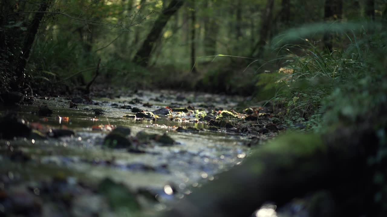 Sungai mengalir di hutan yang dingin dan gelap, dengan dahan-dahan berlumut