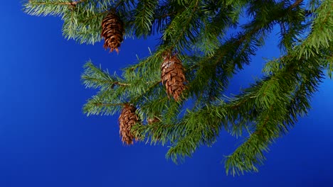 slowly passing tree branches side view bluescreen for compositing