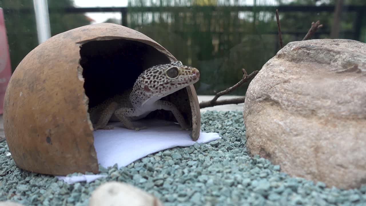 Cute leopard gecko hiding on blue gravel in terrarium