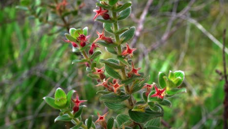 una bonita planta silvestre con flores rojas en forma de tubo en una caminata en la jungla brasileña en el parque nacional chapada diamantina en el noreste de brasil en un cálido día soleado de verano