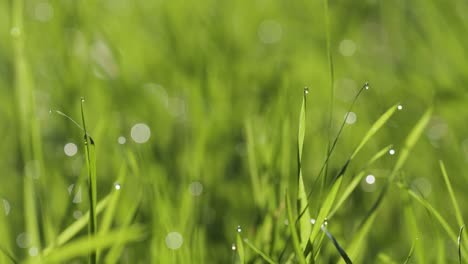 Gotas-De-Rocío-Sobre-La-Hierba-Verde-Fresca