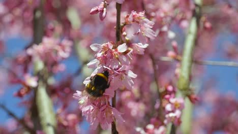 vibrant close up shot showing busy bumblebee collecting pollen of pink blossom and flying away