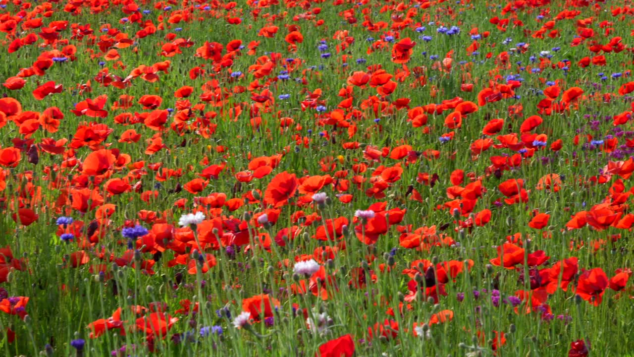 A panning view of a field of red poppies glowing in the morning sunshine.