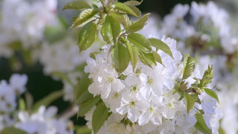 Close-up-of-white-cherry-blossom-flowers-with-delicate-petals-and-fresh-green-leaves,-heralding-the-joyous-arrival-of-spring