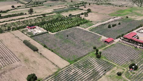 Vista-Aérea-De-Campos-De-Agave-Para-La-Producción-De-Mezcal-En-Los-Valles-Centrales-De-Oaxaca,-México.