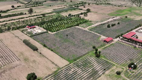 vista aérea de campos de agave para la producción de mezcal en los valles centrales de oaxaca, méxico