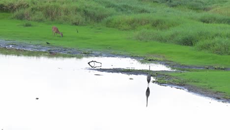 alligator-quietly-moving-in-closer-to-deer,-Myakka-State-Park,-Florida-wildlife-habitat