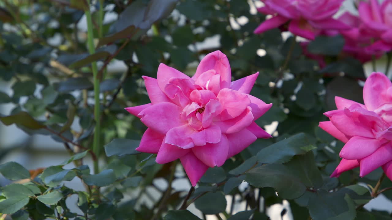 봄 초 에 자라는 분홍색 장미 꽃 의 근접 사진