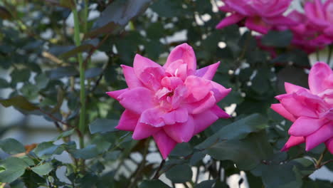 Primer-Plano-De-Flores-De-Rosas-Rosadas-Que-Crecen-A-Principios-De-La-Primavera