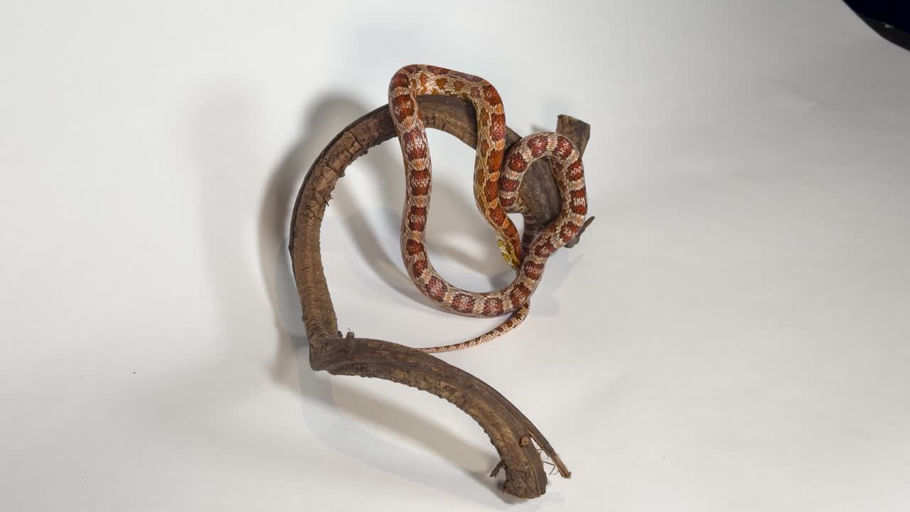 Un vivace serpente del grano striscia su un ramo di legno sotto una brillante illuminazione da studio.