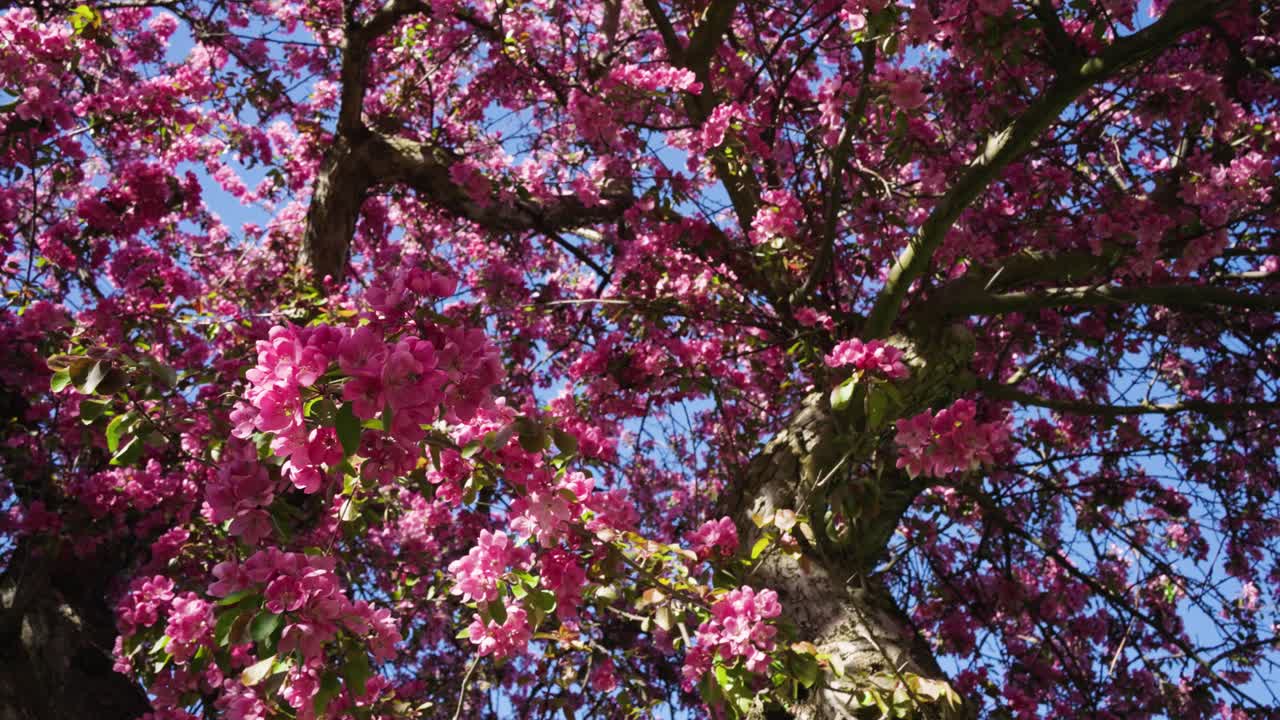 Cerisier Sakura en pleine floraison par une journée ensoleillée