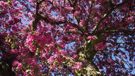 Sakura Cherry Blossom Tree in full bloom on a sunny day