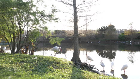 Egrets-on-a-sunny-afternoon-in-Florida